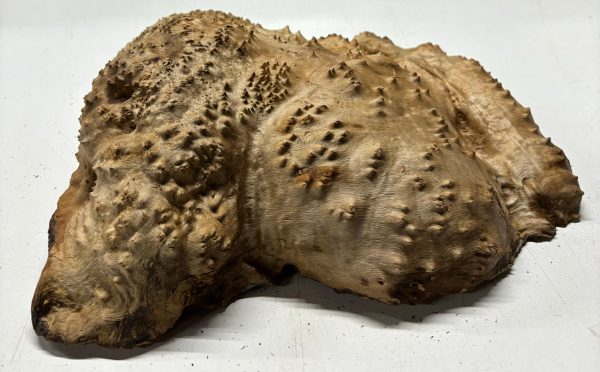 Australian Red Mallee Burl 12  x 11  x 4  12 Lbs |  #3066 Fashion - Image 3