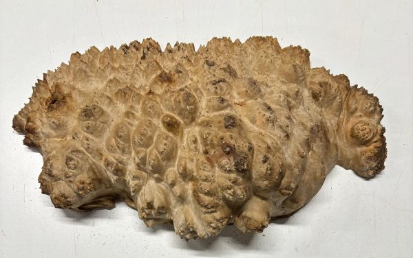 Australian Red Mallee Burl 18  x 10  x 4-1 2  12.6 Lbs |  #3067 For Cheap - Image 2