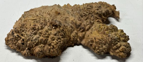 Australian Red Mallee Burl 13  x 9  x 3  6.4 Lbs |  #3054 Online Sale - Image 3