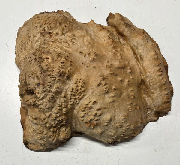 Australian Red Mallee Burl 12  x 11  x 4  12 Lbs |  #3066 Fashion - Image 2