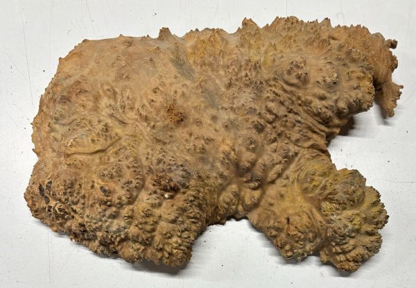 Australian Red Mallee Burl 13  x 9  x 3  6.4 Lbs |  #3054 Online Sale - Image 2